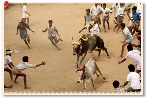 Pongal Festival